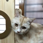 [뭉별달꽁] <b>캣</b>타워나무에 냥이들이 주렁주렁~