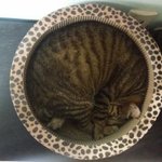 [고양이] 울집 뚱냥이들과 <b>집사</b> 근황