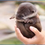 [EXO] 아기<b>수달</b>