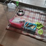 [토끼] 저희집 <b>미묘</b> 명수를 소개합니다^.^