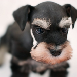 [EXO] 어그로보다 <b>영리</b>해요 슈나우저