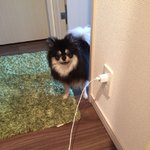 [멍냥이] + 내 가치관을 바꿔준 <b>타이니</b>