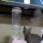 [고양이] 똥꼬발랄 양갱 3 :<b>D</b> 