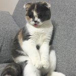 [짜장] 0.7살 스코티쉬<b>폴드</b> 짜장•_•