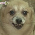 [댓글부탁해] 아이폰 톡<b>테마</b> 추천좀