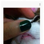 고양이 <b>앞니</b>를 찍으라고 주문했다.