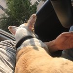 <b>웰시</b>코기 멀티의 근황 6