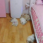 [유머북] 집에 보일러틀면 강아지들에게 생기는 일.. 