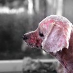 번식장엣 몸과 마음의 병을 얻고, 개장수에게까지 끌려갔던 <b>세나</b>..