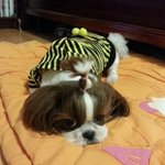 [댓글부탁해] 8002번 버스  말이야ㅠㅠㅠ