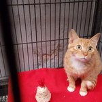 [고양이] 좋은 집사님을 만나는 <b>은총</b>을 바라며!(사진주의 ㅋ)