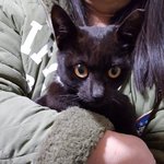 [고양이] <입양완료!!>쉽게 만날 수 없다! 올블랙냥 까미 데려가시면...
