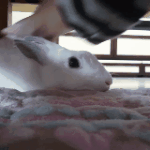 [토끼] <b>미묘</b> 명수를 소개합니다^.^ 2