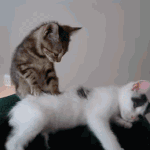<b>전생</b>에 안마사였을 고양이