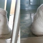 [힌복이] 스코티쉬폴드 힌복입니다냥~