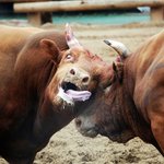 소싸움을 반대합니다.