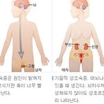 [건강] ** 우리아이 ‘성조숙증’ 치료해야 하는 이유 **