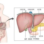 [건강] **내 몸의 든든한 수호방패 ‘튼튼한 간’ 만들기**