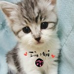 [고양이] 두달된 아기고양이 <b>마리</b>예요~