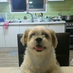 [고양이] 냥이말고 개 복길이 이야기.