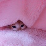 [고양이] 나의 동거남 <b>도칠</b>이 성장이야기