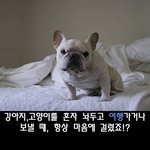 반려동물 기르는 친구들..꿀<b>팁</b>^^