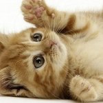 [EXO] <b>항복</b>ㅇ.ㅇ