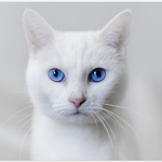 [EXO] <b>도도</b>냥