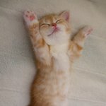 [EXO] 기지<b>개냥</b>