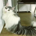 [EXO] <b>메이</b>쿤냥