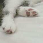 [위너] 위너고양이