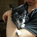 [강아지] 경북<b>청도군</b>에서 실종된 믹스견 캔디를 찾습니다