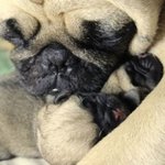 엄마 아빠<b>견들</b>의 애틋한 눈빛