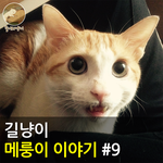 [<b>메룽</b>이집사] 길냥이 <b>메</b><b>룽</b>이 이야기 #9