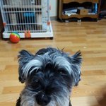 [고양이] 길양이가 개냥이 된 <b>사연</b>(3)