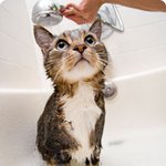 <b>목욕</b>이 너무 싫은 고양이