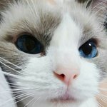 [EXO] <b>모닝</b>냥이