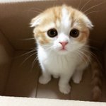 [고양이] 스코티쉬<b>폴드</b> 치즈-2