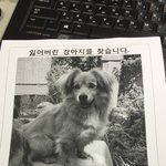잃어버린 강아지 찾습니다 강북구 <b>수유</b> 갈색강아지