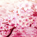 [EXO] ✳ 글귀 : <b>그</b>를 한 번 <b>볼</b> 수 있다면 