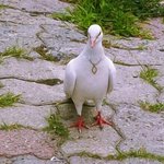 목걸이를 한 <b>비둘기</b>의 정체는 ..??