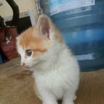 [고양이] 울집 막내 <b>야야</b> 