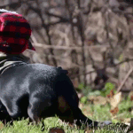 닥스훈트 <b>사냥</b>꾼(?)으로 변신 ㅋㅋㅋ