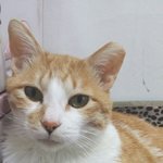 [고양이] 냥이를 입양하시겠다면...우리 제시카를 좀 봐주세요....
