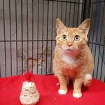 [고양이] <입양완료!!!>이젠 가지도 김치도 먹고 싶지 않아요~사랑받고...