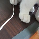 [EXO] 우리 고양이<b>찹쌀떡</b>