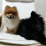 도미 우럭이 물고기가  아니랍니다 ㅋ