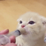 <b>울사</b>랑둥이 간식먹자