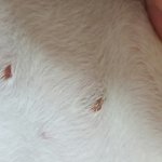 [고양<b>이미용</b>] 저희 집고양이가 미용 후 상처가 나있어요. (사진...