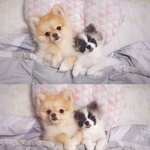 [크림일기] 매력둥이 파티포메 크림포메 <b>슈크림</b>